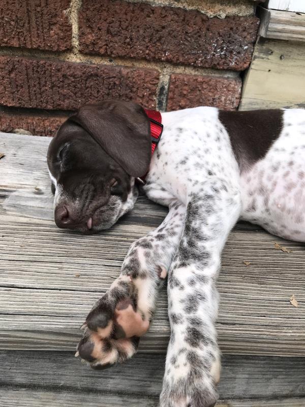 /images/uploads/southeast german shorthaired pointer rescue/segspcalendarcontest2021/entries/21958thumb.jpg